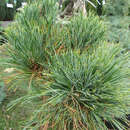Kegelige Zirbelkiefer - Pinus cembra 'Sartori'
