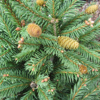 Picea abies 'Pusch'