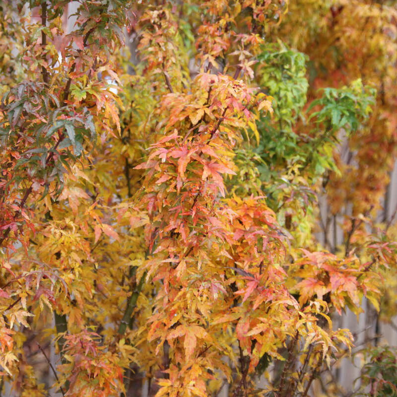 Japanischer Bonsaiahorn - Acer palmatum &lsquo;Kotohime&rsquo;