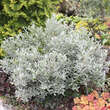 Salix helvetica: Bild 4/4
