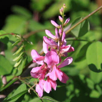 Indigofera himalayensis 'Silk Road'