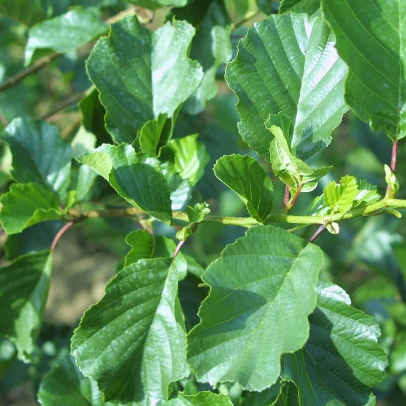 Schwarzerle Alnus glutinosa