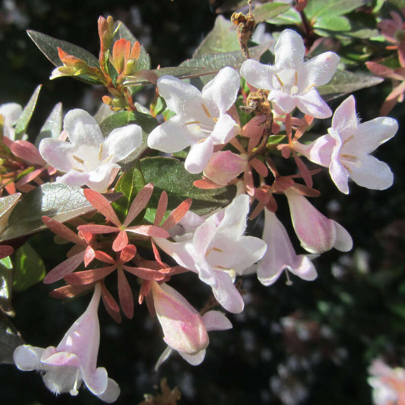 Abelie (zelenými listy, Abelia grandiflora, abélií jsou, Dorůstá výšky) Abelie