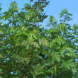 Acer saccharinum 'Pyramidale': Bild 2/2