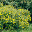 Potentilla fruticosa 'Goldfinger': Bild 4/6