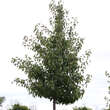 Pyrus calleryana 'Aristocrat': Bild 8/10