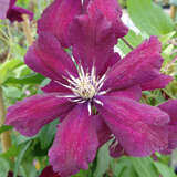 Clematis 'Roter Kardinal' - Waldrebe