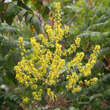 Koelreuteria paniculata 'Rosseels': Bild 1/2