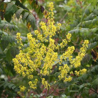 Koelreuteria paniculata 'Rosseels'