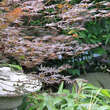Acer palmatum 'Trompenburg': Bild 2/4