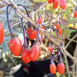 Lycium barbarum 'Sweet Lifeberry': Bild 1/2