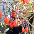 Gojibeere, Wolfsbeere - Lycium barbarum 'Sweet Lifeberry'