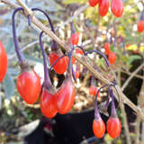 Lycium barbarum 'Sweet Lifeberry' - Gojibeere, Wolfsbeere