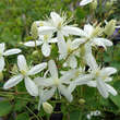 Clematis terniflora: Bild 1/6