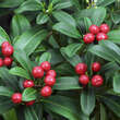 Skimmia japonica: Bild 2/4