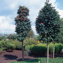 Sorbus aucuparia 'Sheerwater Seedling' - Säulen-Eberesche