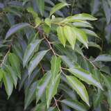 Prunus serotina - Spätblühende Traubenkirsche