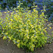 Caryopteris clandonensis 'Summer Sorbet': Bild 4/4