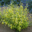 Caryopteris cland. 'Summer Sorbet': Bild 4/4