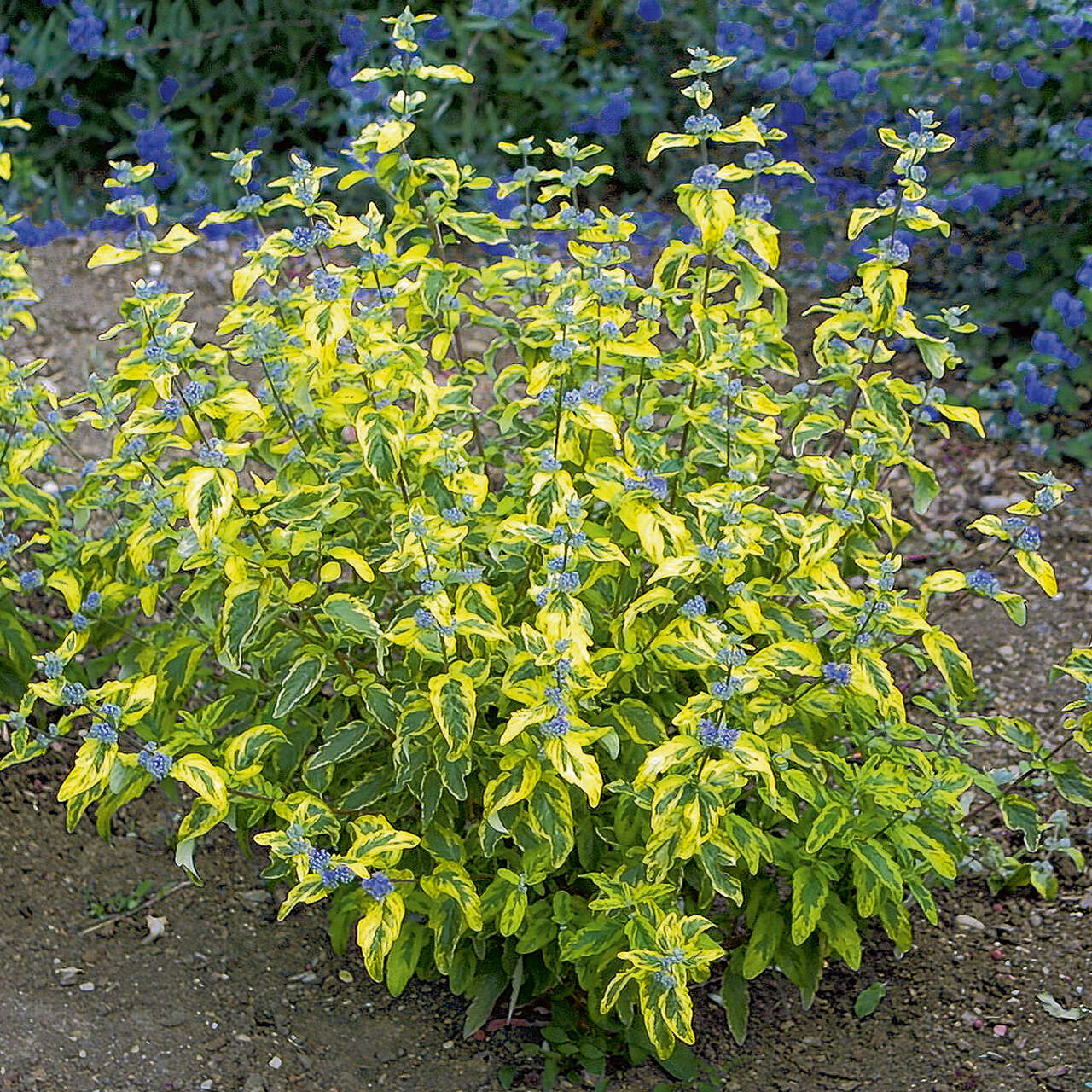 Buntlaubige Bartblume Caryopteris clandonensis 'Summer Sorbet' blau