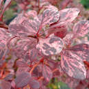 Berberis thunbergii 'Rose Glow' - Gefleckte Berberitze