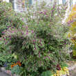 Callicarpa bodinieri giraldii: Bild 6/6