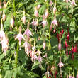 Fuchsia 'Whiteknight's Pearl': Bild 4/4