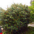 Berberis julianae: Bild 6/6