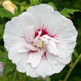 Hibiscus syriacus 'China Chiffon' - Eibisch