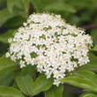 Viburnum lentago: Bild 1/9