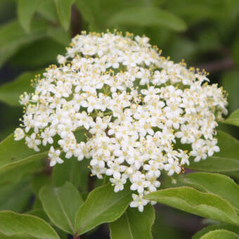 Viburnum lentago