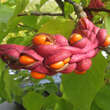 Magnolia denudata: Bild 3/7