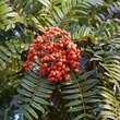 Sorbus scalaris: Bild 3/4