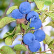 Prunus domestica insititia: Bild 5/9
