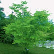 Cladrastis kentukea: Bild 6/6