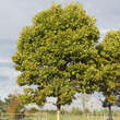 Platanus hispanica 'Alphens Globe': Bild 2/3