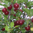Prunus fruticosa 'Hetzendorf': Bild 3/8