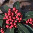 Skimmia japonica: Bild 1/4