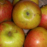 Malus domestica 'Cox Orangen Renette' - Winterapfel