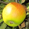 Malus dom. 'Topaz: Bild 2/2