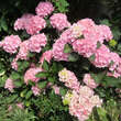 Hydrangea macrophylla'Bouquet Rose': Bild 2/3