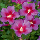 Hibiscus syriacus 'Vinorosso' - Eibisch (Praskac 2007)