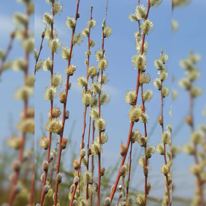 Kriechweide - Salix repens