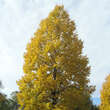 Tilia cordata: Bild 5/7