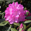 Rhododendron 'English Roseum': Bild 1/2