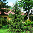 Mähnenfichte - Picea breweriana
