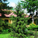 Picea breweriana - Mähnenfichte