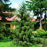 Picea breweriana - Mähnenfichte