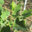 Liriodendron tulipifera 'Ardis': Bild 2/2