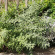 Rubus thibetanus 'Silver Fern': Bild 5/6